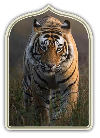 offerte viaggi di lusso rajasthan india 10 Giorni